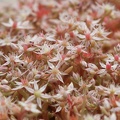 Rötliche Fetthenne (Sedum rubens)